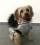 Dicke Hunde Winterjacke mit Fell SILVER