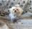 Hunde-Decke Kuscheldecke BONE GREY