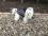 Hunde Regenjacke GREY PAW mit Reisverschluss