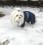 TYPHOON Hunde Winteranzug  mit D-Ring Kurze Beine