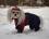 WATSON Hunde Winteranzug Wintermantel Skimantel mit D-Ring für Hunde
