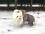 YUKON Hunde Winteranzug mit Geschirr