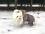 YUKON Hunde Winteranzug mit Geschirr für Hunde