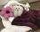 Hundebett SHEEP WEINROT  inkl.Decke,Kissen