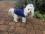 Hundejacke , Winterjacke ALASKA BLUE mit D-Ring