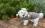 Hundejacke , Winterjacke ALASKA BROWN mit D-Ring