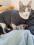 Katzen und Hunde OP Body  Schutzhose GRAU NEW
