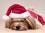 Nikolaus Mütze Hundemütze Dogszone