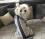 OP Body Hemd für Hunde GREY LIGHT