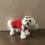 OP Body Hunde Body EXTRA für Weibchen RED