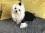 OP Body Hunde Body aus Baumwolle BLACK