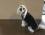 OP Body Hunde Body aus Baumwolle GREY