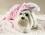 Hunde Overall,Jogginganzug PINK