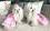 Hunde Party Kleid ANABELL