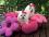 Hundebett RIESEN BLUME PINK Handmade