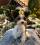 Hunde Schleife ,Spange GOLD HEART YELLOW