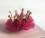 Hunde Spange BIG Krone PINK