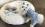 Hunde Winteranzug ,Jogginganzug Baby Bear Blue