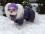 *PURPLE PAWS * HundeWintermantel Schal GIRLS ONLY mit D-Ring kurze Beine