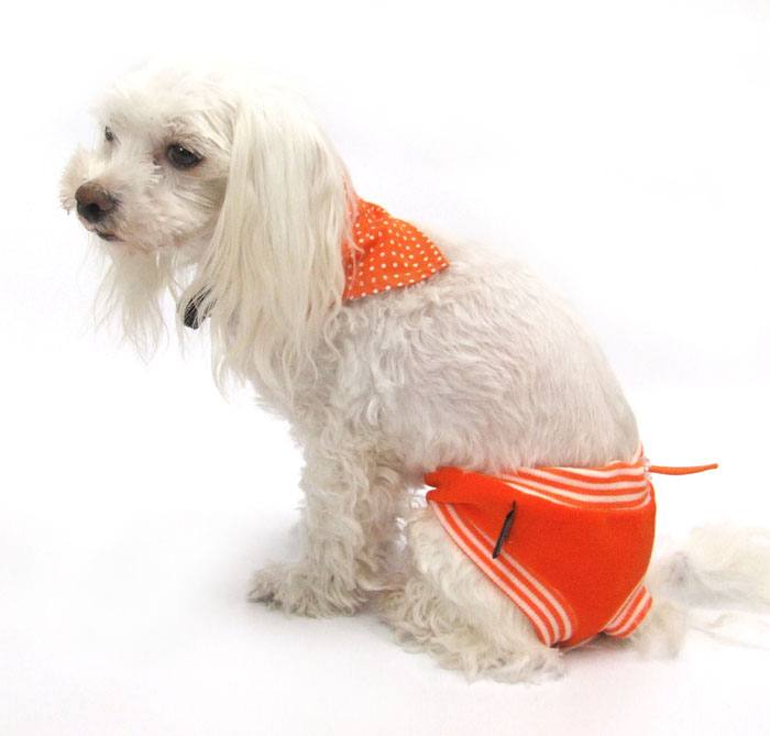 Schutzhöschen Hunde Höschen * DogsZone * CRAZY