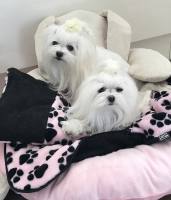 3 in 1 Handtuch, Schlafsack, Decke PAW BLACK-PINK