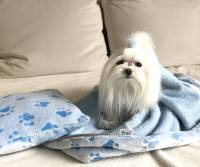 3 in 1 Handtuch, Schlafsack, Decke PAW BLUE