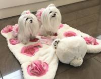 BÄR /pinkSchnüffelteppich Spielteppich für Hunde,Katzen,Welpen