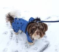 *TAMPERE *Hunde Winteranzug mit Geschirr kurze Beine RESTPOSTEN