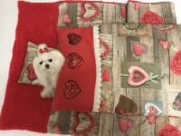 3 teile Hunde Bettdecke mit Kissen,Decke Weihnachten Herzen
