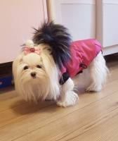 Hundejacke,Winterjacke  inkl. ab...