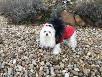 Dicke Hunde Winterjacke mit Fell RED