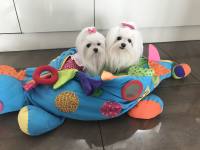 Hundebett Dinosaurier türkisblau Lustiges Hundebett
