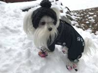 *GREY ANTHRAZIT PAWS *Wintermantel Schal/Geschirr kurze Beine für Hunde
