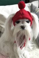 Hunde CAPPY RED SNOW DOG + Schal