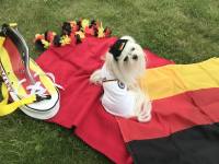 Trikot für kleine Hunde.

Die ...