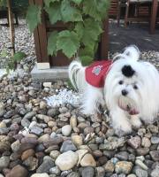 Hundemantel,Regenmantel für Hund...