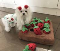 Hunde Schnüffelspiel Riesen Erdbeeren -Feld
