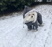 FROST Hunde Winteranzug, HundeWintermantel RESTPOSTEN