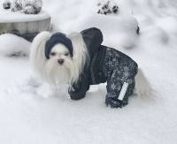 Hundemantel mit Kapuze für Weibc...