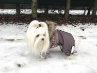 YUKON Hunde Winteranzug mit Geschirr für Hunde