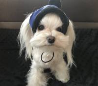 HundeCappy mit Bommel Wintermütze CALGARY
