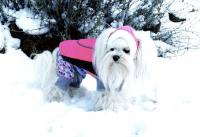 Hundemantel Hundejacke MERRY