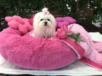 Hundebett DOGSZONE DONUT PINK  kuschelig HANDMADE