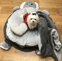 Hundebett ELEFANT inkl.Decke,Kissen,Schnüffelteppich,Herz
