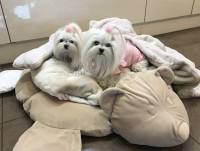Hundebett MÄUSCHEN   inkl.Decke,Kissen ,Spielzeug