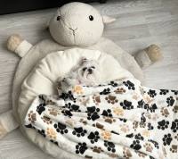Hundebett SHEEP BEIGE inkl.Decke,Kissen
