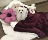 Hundebett SHEEP WEINROT  inkl.Decke,Kissen