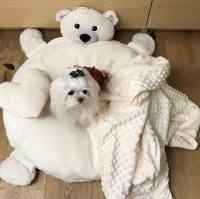 Hundebett TEDDY inkl.Decke,Kissen,Schnüffelteppich,Herz
