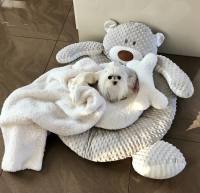 Hundebett Teddy weiß /creme mit Decke,Kissen,Knochen,Bögen