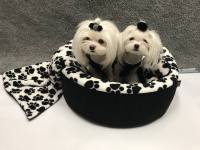 Hundebett,Kuschelnest DREAMLAND BLACK Gr.2